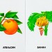 Бузкові книжки Овочі, фрукти, ягоди (Укр) Сонечко А1225010У (9789667496388) (346531)