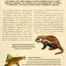 Велика книга динозаврів. Енциклопедія. Клаудія Мартін (Укр) Vivat (9789669828095) (487745)