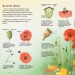 Енциклопедія Стежками природи: Дикі квіти (Укр) Ранок С791003У (9786170956415) (343013)