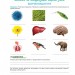 Біологія і екологія 10 клас Робочий зошит (2020) Андерсон, Вихренко (Укр) Школяр (462347)
