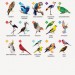 Зоометрія. Дивовижні птахи. Цифрова розмальовка (Укр) Жорж Z101048У (9786177579914) (349890)