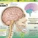 Карколомний мозок. Імпульсивні нейрони, мінливі синапси, хвостаті аксони. Ліам Дрю (Укр) Ранок (9780241618233) (486253)