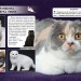 Енциклопедія Світ навколо нас. Кішки (Укр) Кристал Бук (9789669367501) (342472)