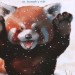 Я малая панда. Альпина Паблишер (309183) (9785961454703)