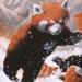 Я малая панда. Альпина Паблишер (309183) (9785961454703)