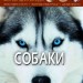 Енциклопедія Світ навколо нас. Собаки (Укр) Кристал Бук (9789669367488) (342474)