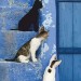 Картина за номерами 35х45 см "Кошенята на сходах" Rosa N00013246 (4823098514084) (400792)